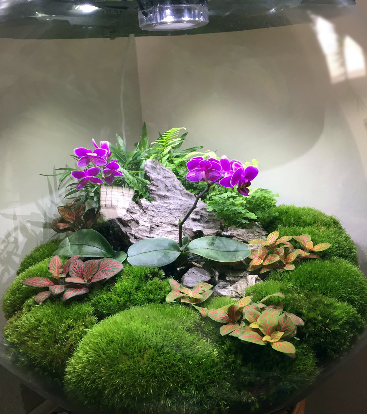 Brumisateur Automatique Terrarium BiOrb Air